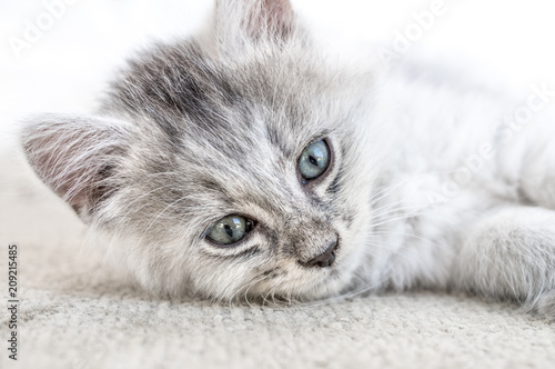 Long haired white and grey kitten with blue eyes laying sideways on white carpet looking into the camera, posing in a human model like way. Low contrast shallow depth of field