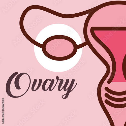 pregnancy fertilization half of female reprodutive ovary vector illustration