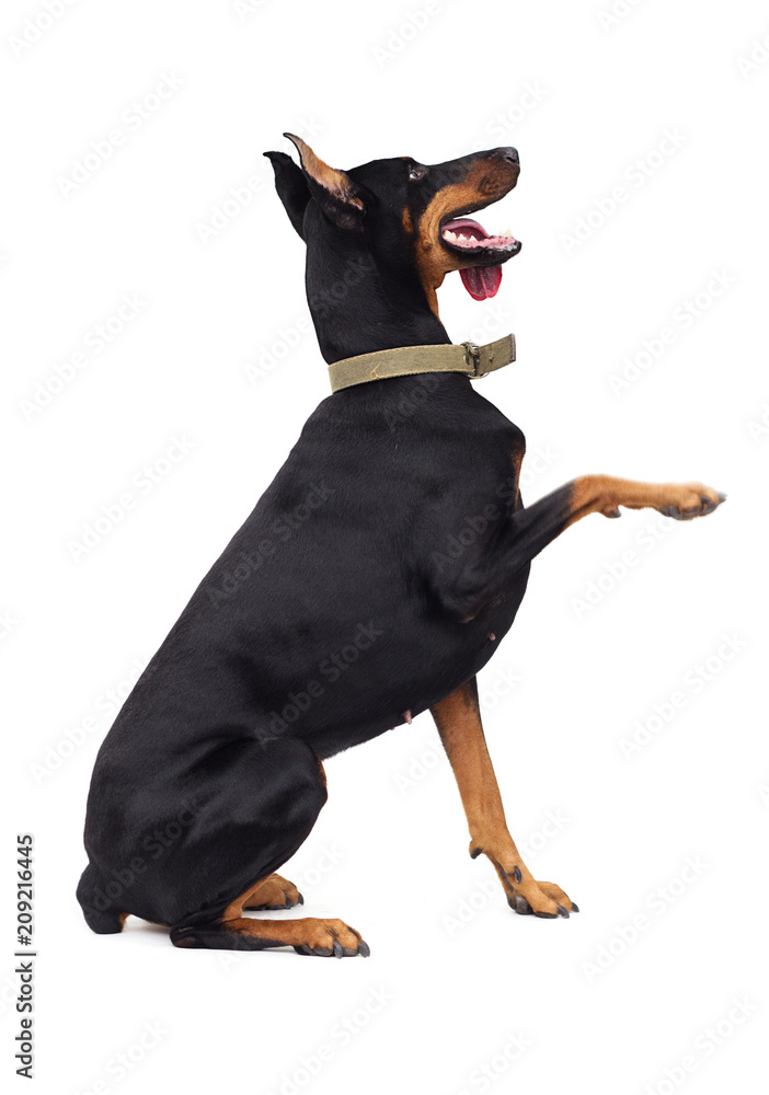 Doberman Pinscher Dog Gives a Paw Stock Photo Adobe Stock