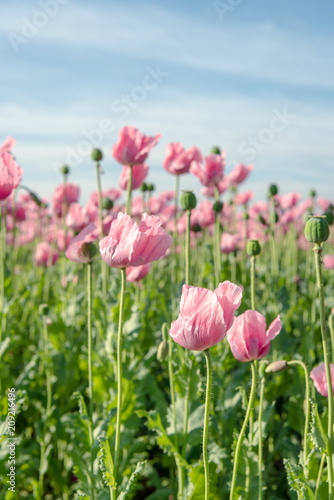 Pink blooming poppy petals moving in the wind