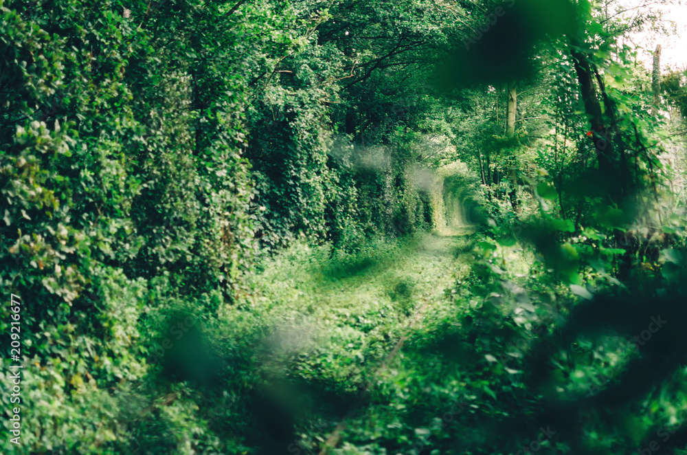 Love tunnel created from trees along the railway in Ukraine, Klevan. Love tunnel created from trees along the railway in Ukraine, Klevan.
