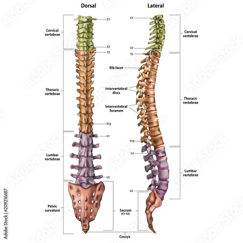 Fotografia Skeleton Spine .Lateral+ Dorsal