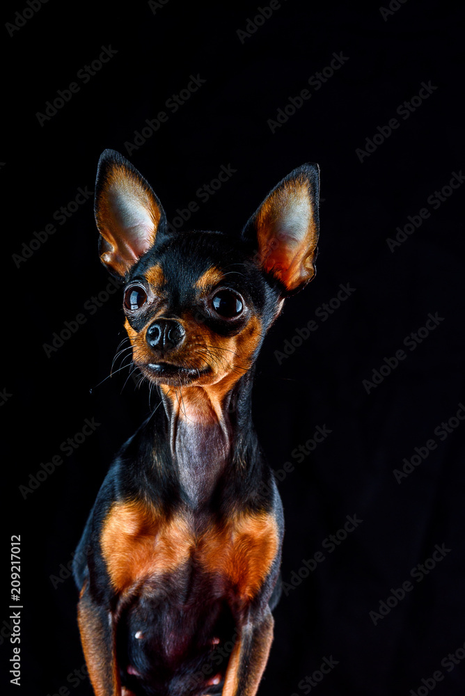 portrait of a beautiful little dog in a photo studio with a black background portrait of a beautiful little dog in a photo studio with a black background