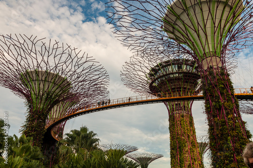 Supertrees at Singapore's Gardens by the Bay © whitcomberd