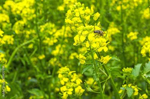 the bee collects the nectar on the mustard flowers in the field