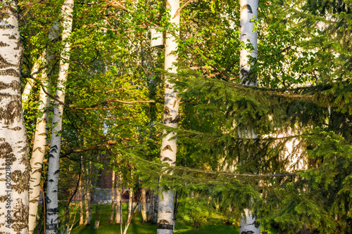 Trunks of birches  illuminated by the evening sun at sunset with young green leaves  beautiful spring landscape  