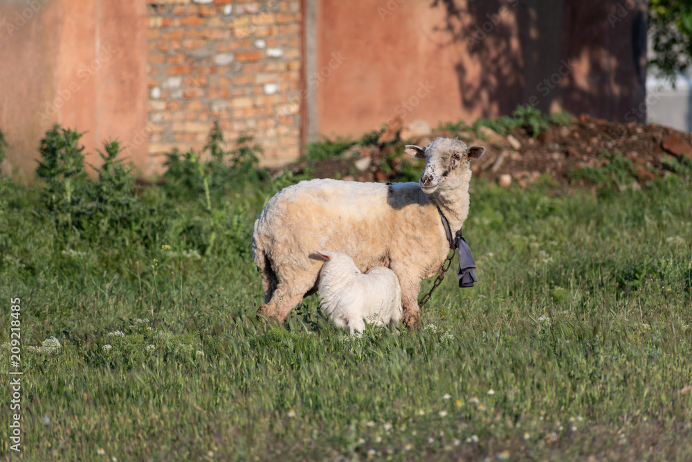 Obraz premium Sheep and lamb stand in the field at sunset of the day