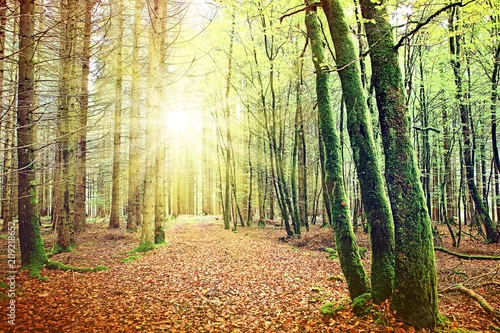 Obraz letni las w słoneczny dzień