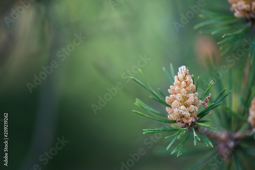 Fototapete Male cones of Scots pine