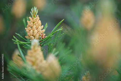 Fototapete Male cones of Scots pine