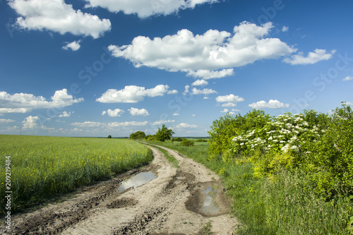 Green fields, road with puddles and flowering wild shrubs