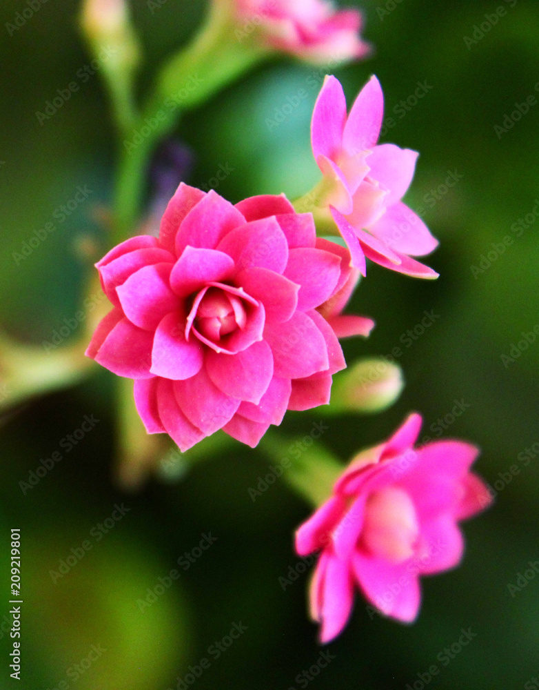 Pink tenderness Pink tenderness