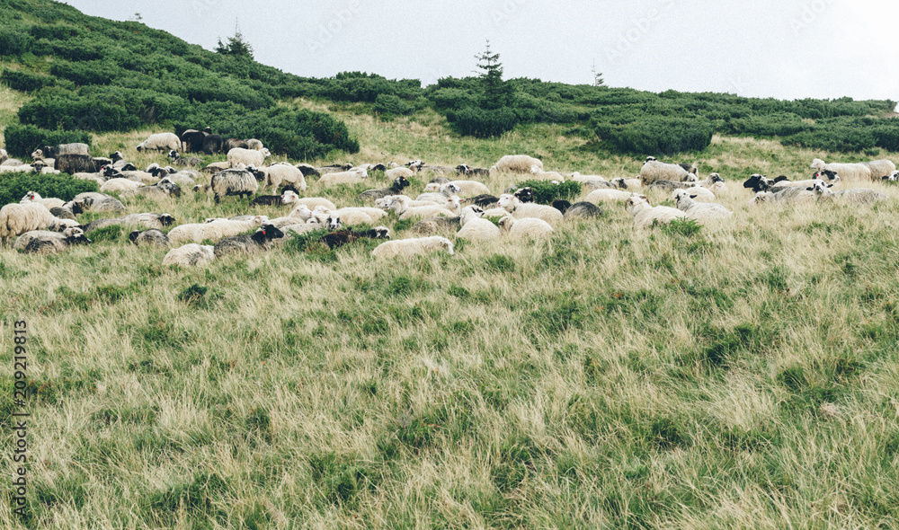 Fototapeta premium Herd of sheep on beautiful mountain meadow
