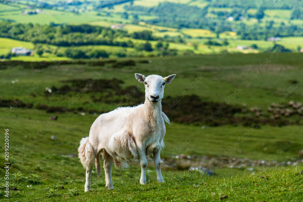 Obraz premium Small Lambs on a upland Welsh hillside