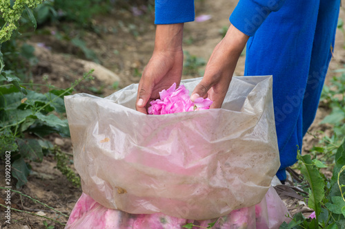 Wallpaper Mural Fresh pink roses (Rosa damascena, Damask rose) in sack for perfumes and rose oil in garden on a bush during spring. Close up view of  hands and  picked roses. Selective focus. Torontodigital.ca