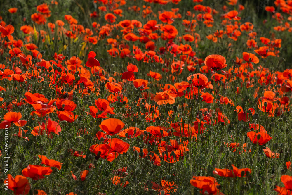 Field of wild poppy flowers on sunset on contre joure. Selective focus. Agricultural concept.