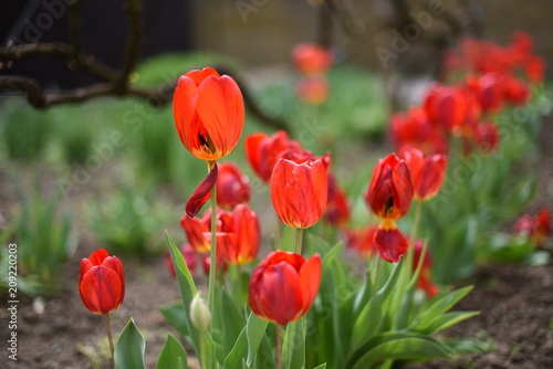 Blossoming of vibrant red tulips in country garden.