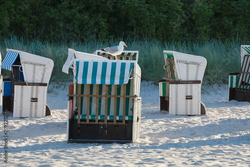 The seagull on the beach chair.