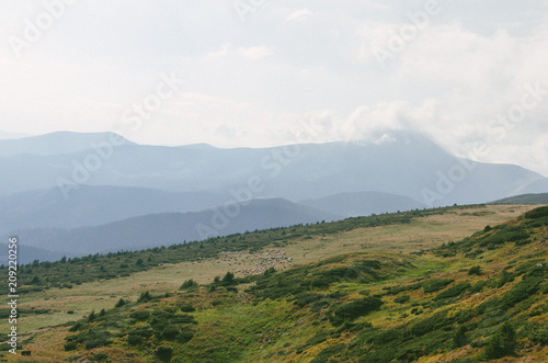 Landscapes of the mountain Carpathians  hills covered with green forest