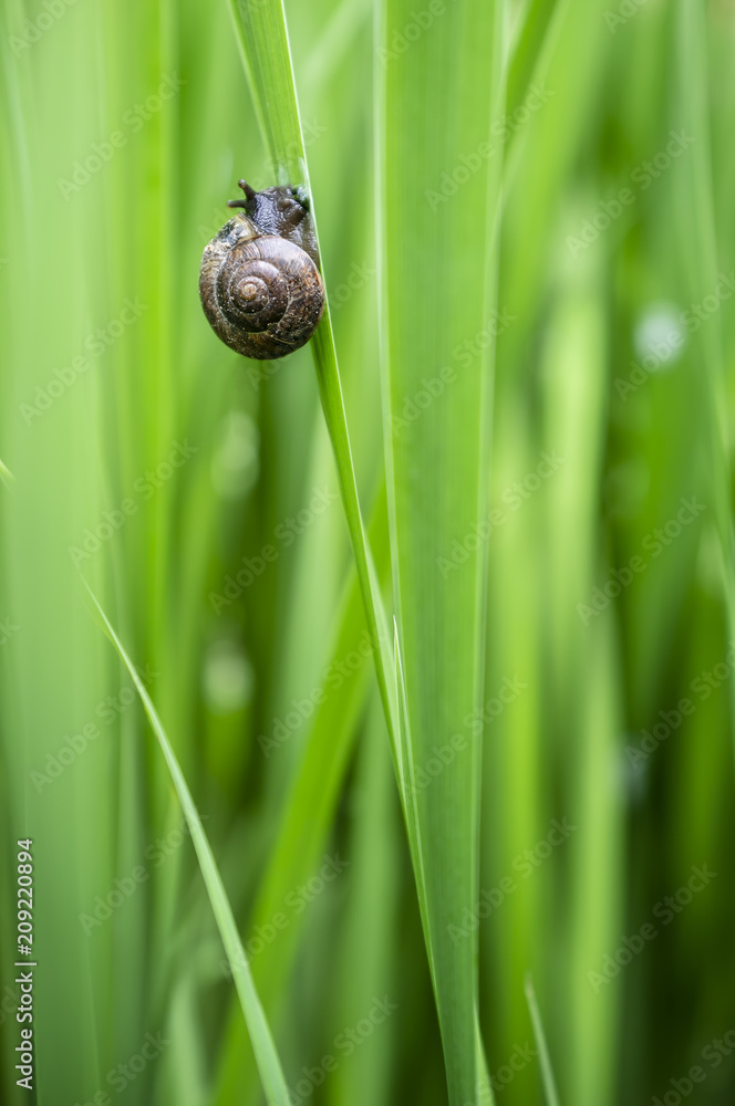 Little cute snail crawls along the lush green grass, sunny summer day. Close-up. Little cute snail crawls along the lush green grass, sunny summer day. Close-up.