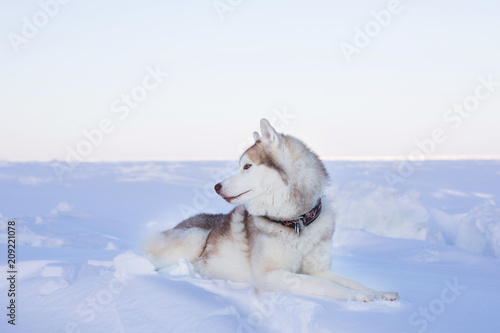 Profile portrait of beautiful dog breed husky is lying on the snow at sunset. Image of Siberian husky is on the ice floe of the frozen sea photo