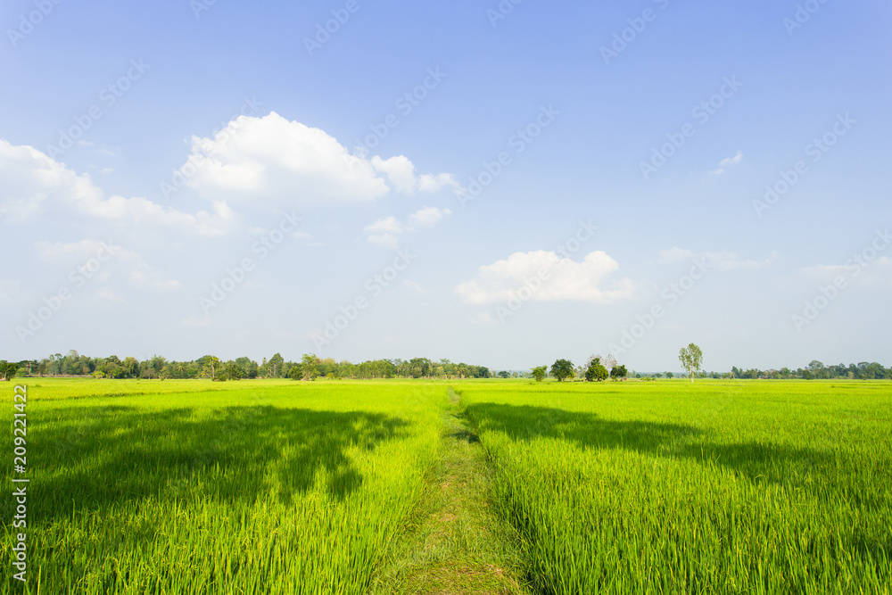 Fototapeta premium Walkway of rice field green grass and blue sky. Rice green farmer's farm. Scenic view of the landscape paddy field at thailand