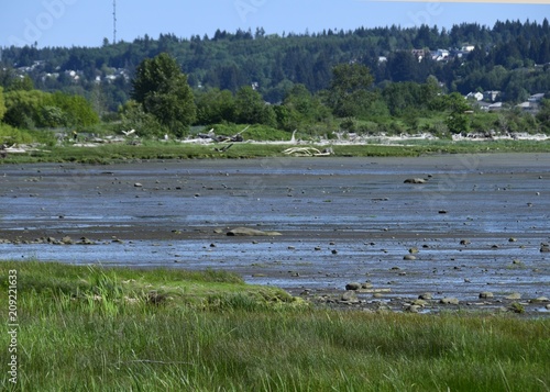 nature landscape at the Courtenay estuary during low tide, Vancouver Island British Columbia Canada