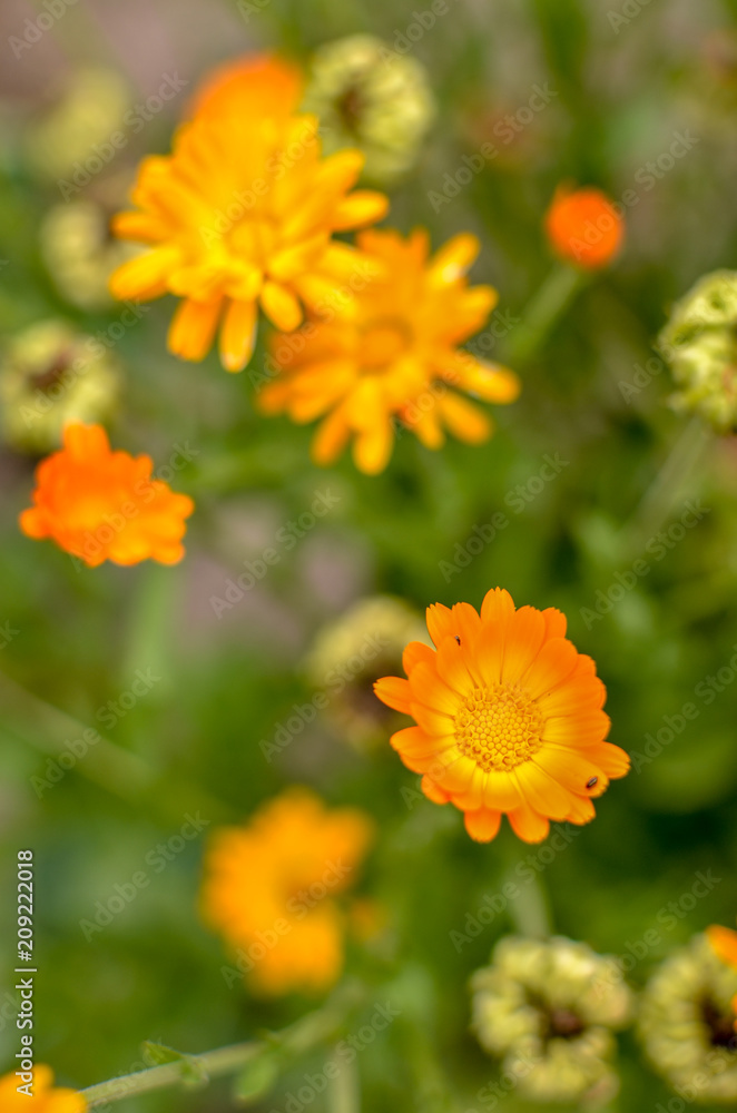 Marigold Calendula officinalis flowers on flowerbed Marigold Calendula officinalis flowers on flowerbed
