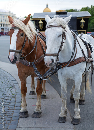 Two horses, white and bay, harnessed to a vintage coach with harness at the city street and old buildings