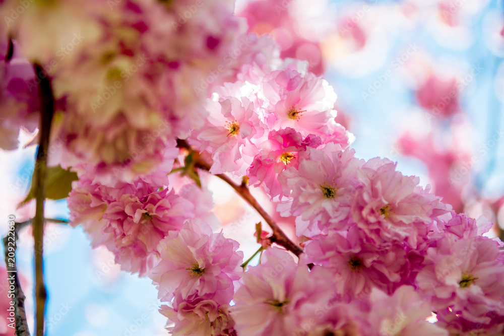 close up view of pink flowers on branches of sakura tree close up view of pink flowers on branches of sakura tree