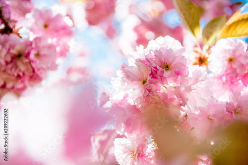 selective focus of pink flowers on branches of cherry blossom tree © LIGHTFIELD STUDIOS