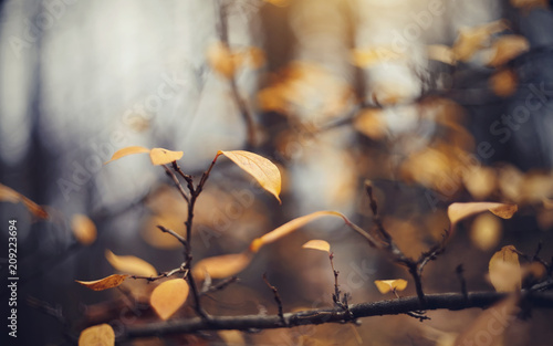 Autumn background with yellow leaves on branches of a cotoneaster © Azaliya (Elya Vatel)