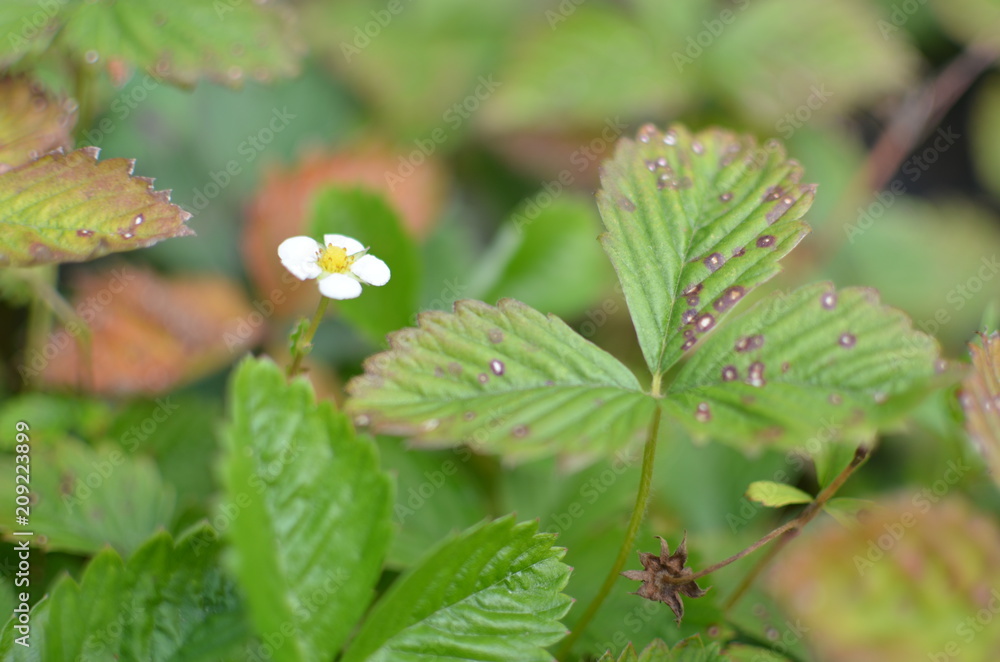 Full-blown flower of strawberry in summer Full-blown flower of strawberry in summer