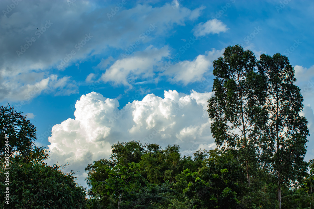 The beauty of the sky and trees. The beauty of the sky and trees.