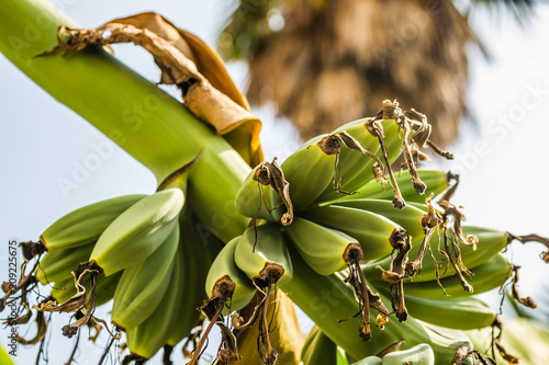 Leptokarya, Greece - June 09, 2018: The plant bananas in Greek backyard  photo