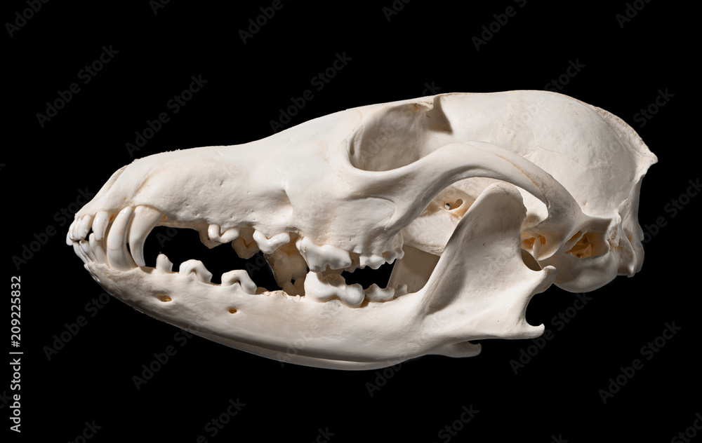 Skull Of A Red Fox Vulpes Vulpes Stock Photo Adobe Stock Skull Of A Red Fox Vulpes Vulpes Stock Photo Adobe Stock