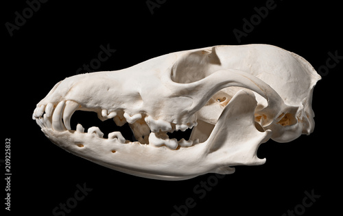 Skull of a red fox (Vulpes vulpes)