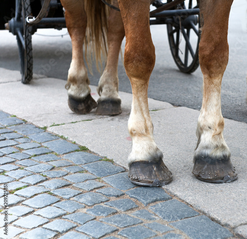 Horse feet with hoofs and horseshoes against the wheels of the coach on the cobbled square