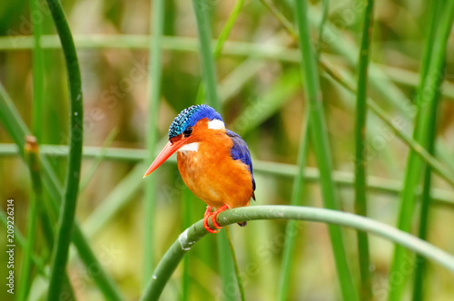 Kingfisher in the Amora Gedel national park in the vicinity of the Awasa town in Kenya photo