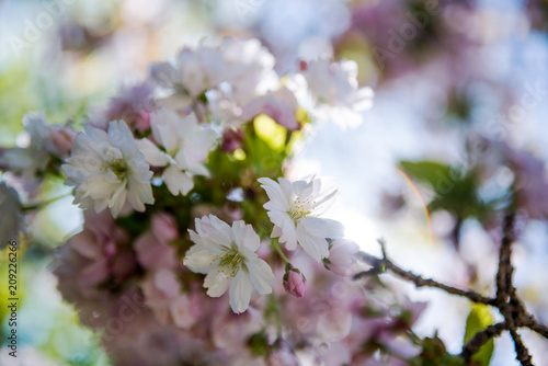 selective focus of flowers on branches of cherry blossom tree