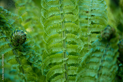 close up view of beautiful green fern on blurred background