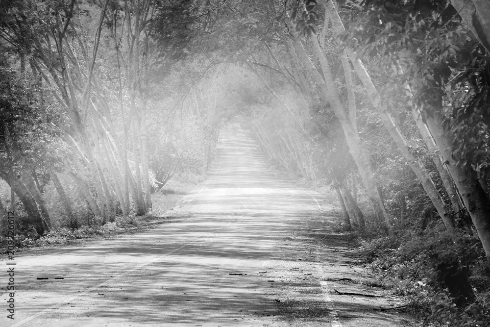 The road in the park with fog , at Kaeng KrachanPetchaburi