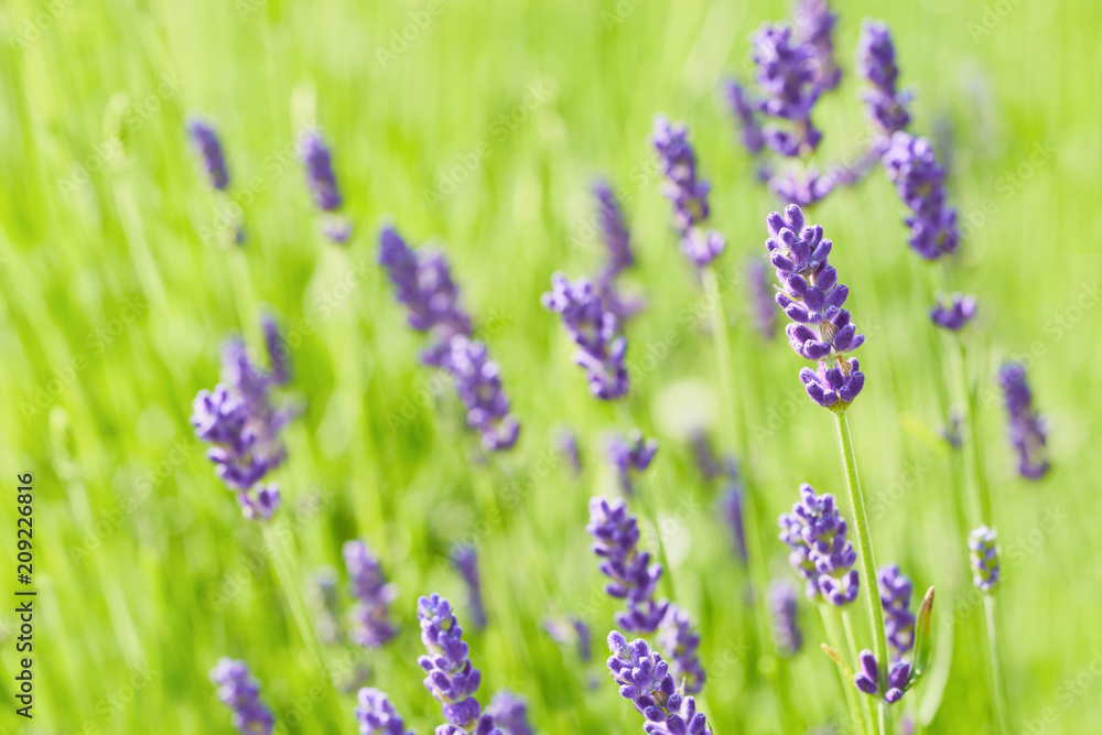 Naklejka premium Głowę kwiatu lawendy z bliska. Jasne zielone tło naturalne.