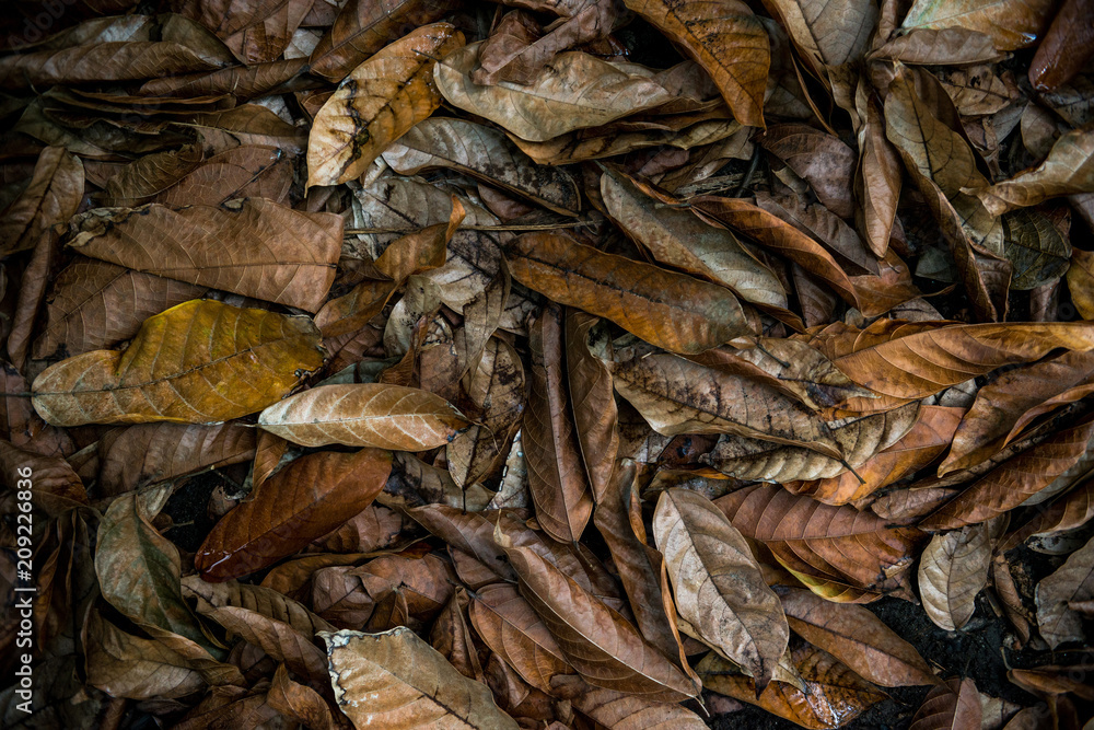 full frame image of autumn leaves background