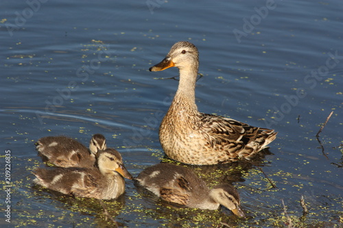 Duck with ducklings on the lake in the sunlight