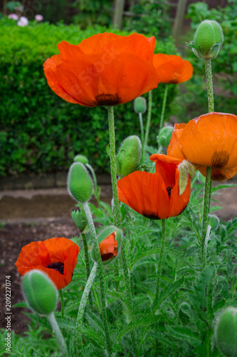 Fototapeta Naklejka Na Ścianę i Meble -  Beautiful flowers and buds of the blossoming red poppy in the garden.