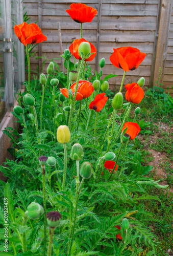 Fototapeta Naklejka Na Ścianę i Meble -  Beautiful flowers and buds of the blossoming red poppy in the garden.