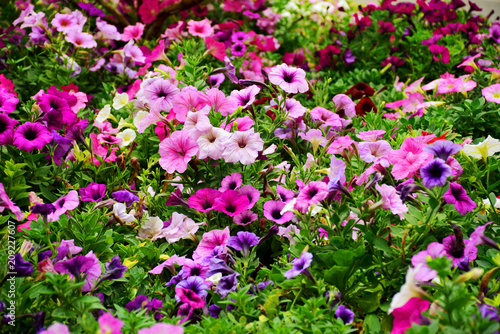 Colorful petunia flowers blooming in garden