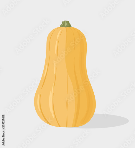 Butternut squash or butternut pumpkin isolated on background. Vector hand drawn illustration.