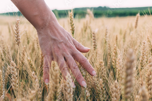 Woman s hand holding wheat in sunset